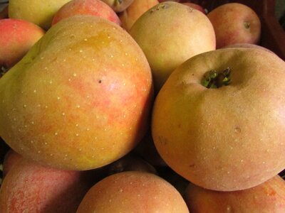 Pomme boskoop rouge