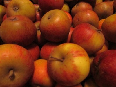 Pomme suntan (cousine de la cox )