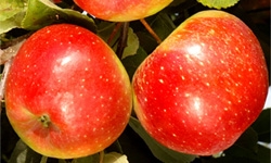 Pomme dalinette bio