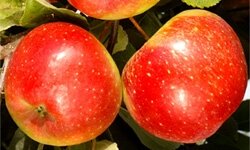 Pomme dalinette bio