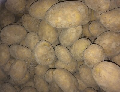 Pomme de terre agria
