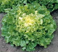 Salade d'hiver chicorée scarole issue du potager bio de servigny