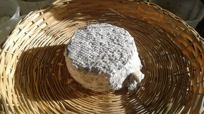 Fromage de chèvre demi-sec