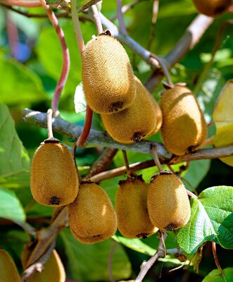 Kiwis bio