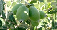 Feijoa ou 'goyave brésilienne' bio