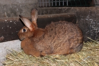 Lapin fermier