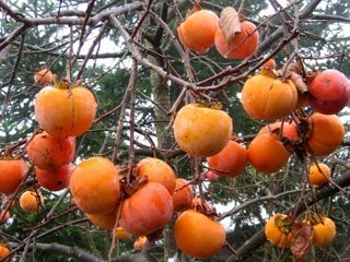Kakis traditionnels bio
