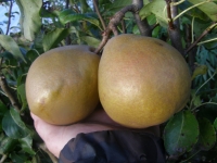 Poires bio