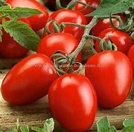 Tomate allongée olivette