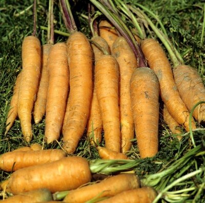 Carottes de conservation