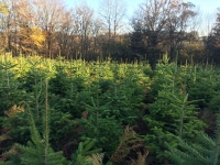 Sapin de noel nordmann avec pied 150-175cm