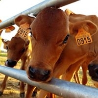 Vache-fromage nature