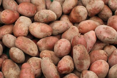 Pomme de terre polyvalente