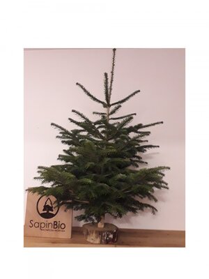 Sapin nordmann bio 1,00-1,25 + rondelle