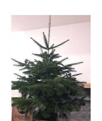 Sapin nordmann bio 1,25-1,50 + rondelle