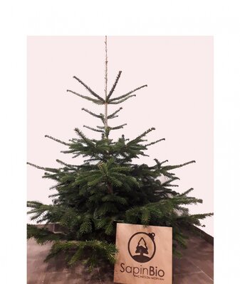 Sapin nordmann bio 1,50-1,75 + rondelle