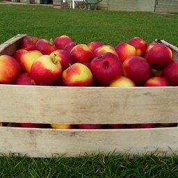 Caisse de pommes