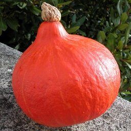 Potimarron