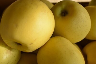 Pommes golden