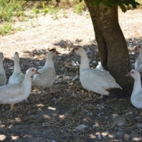 Canette de barbarie entière