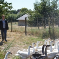 Oie blanche entière de notre ferme