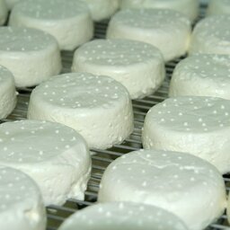 Lot 2 fromage frais de chèvre