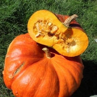 Citrouille vif étample entière