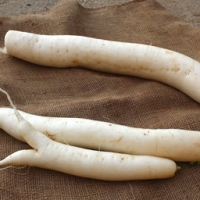 Radis blanc daikon