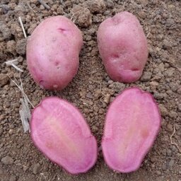 Pomme de terre rose ( mulberry beauty)