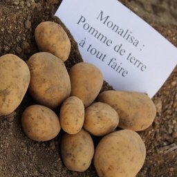 Pomme de terre (monalisa)