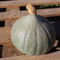 Potimarron bleu (blue ballet)