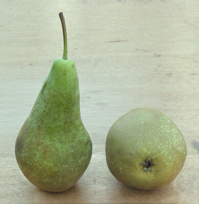 Poire conférence