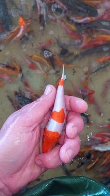 Lot de 20 koi de 10-12cm