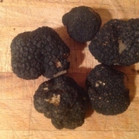 Truffe ' tuber uncinatum
