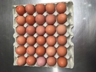 Oeufs bio