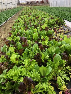 Mesclun