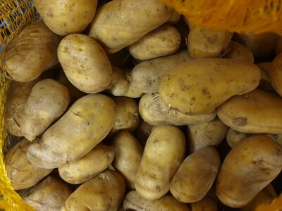 Pomme de terre charlotte
