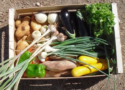 Panier bio légumes ( grand mod 8 kg)