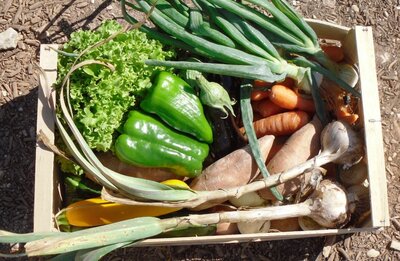 Panier bio légumes petit mod (3,5kg)