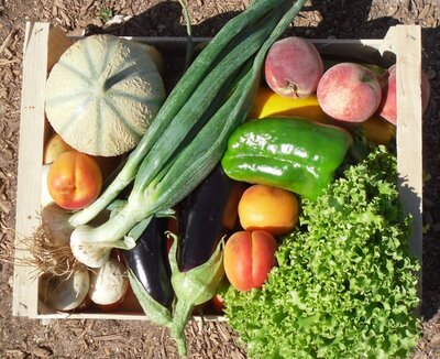 Panier bio légumes/fruits (1 pers/4