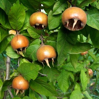 Nèfles