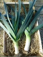 Poireaux bio petit calibre