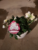 Rose de noël (hellebore)