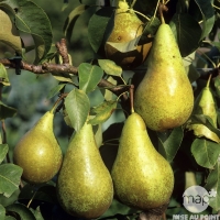 Plateau poire conférence