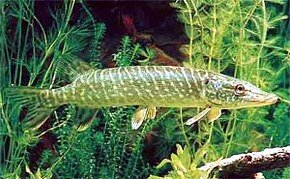 Brochet 10-12 personnes