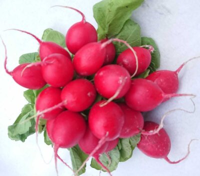 Radis rouge
