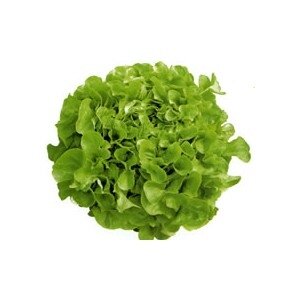 Salade feuille de chêne