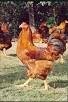Petit poulet