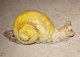 Escargot en couleur - image 4