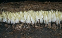 Endive de terre